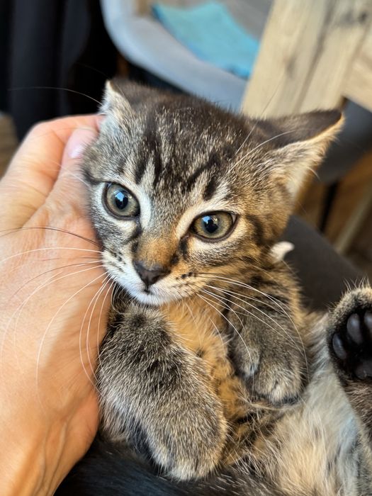 Kotka 7 tyg do adopcji