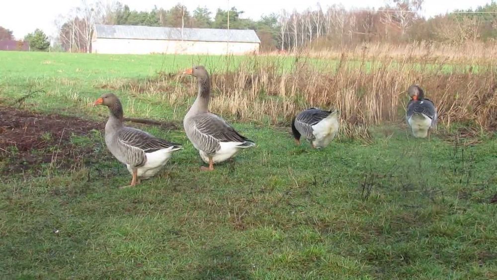 Gęsi Landes sprzedam pilnie !!!
