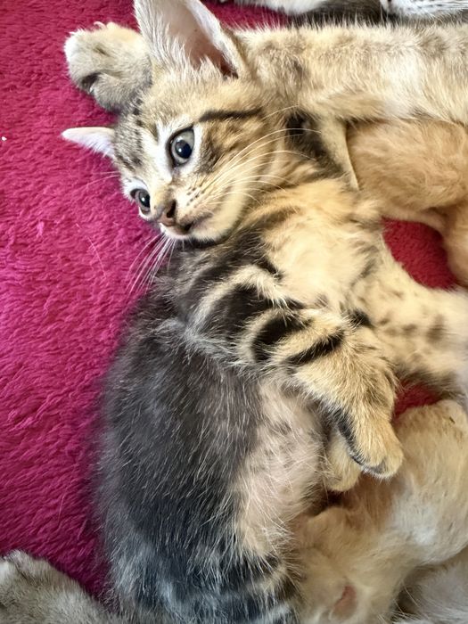Gato para adoção