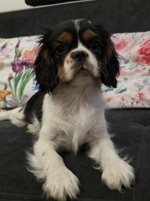 Cavalier King Charles Spaniel,  samczyk