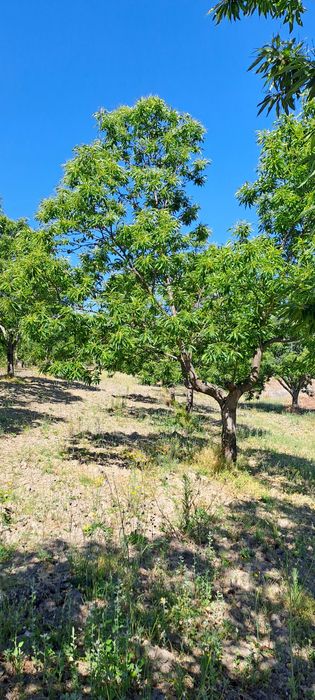Vendo Castanhas de Qualidade