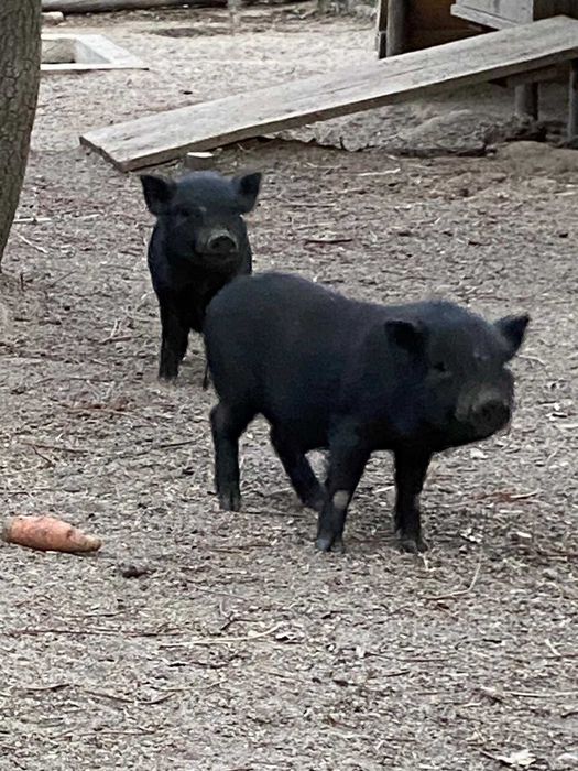 Porquinho Vietnamita