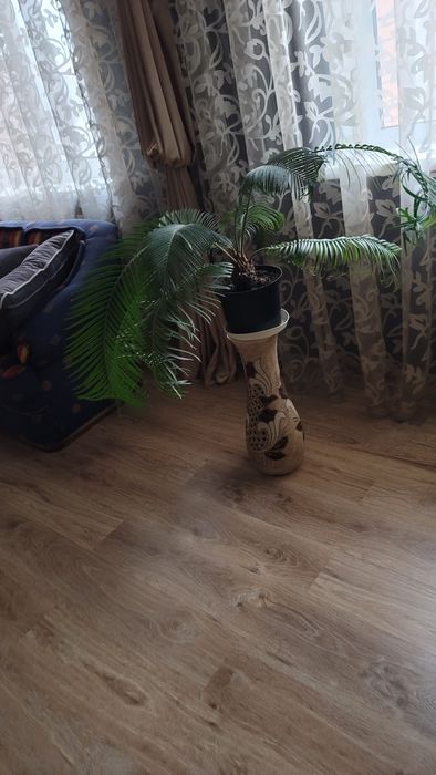 Цикас Революта (саговник пониклий)