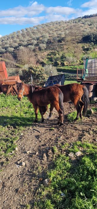 Vendo 2 poldras garranas