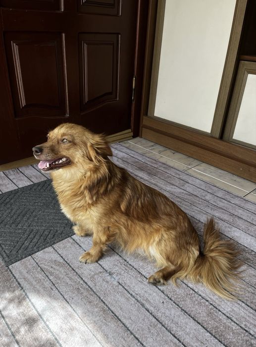 віддам шоколадного хлопчика печика собачку