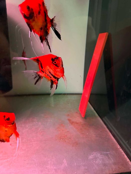 Skalar KOI RED Filadelfia