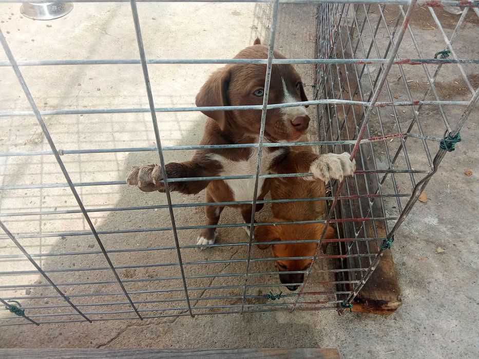 Cachorros pra adoção