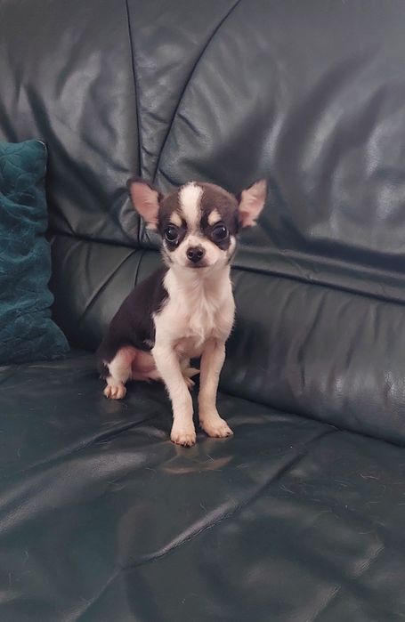 Śliczny maleńki piesek chihuahua