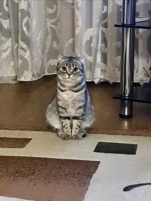 Шотландські кошенята