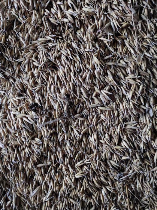 Owies Rambo tegoroczny