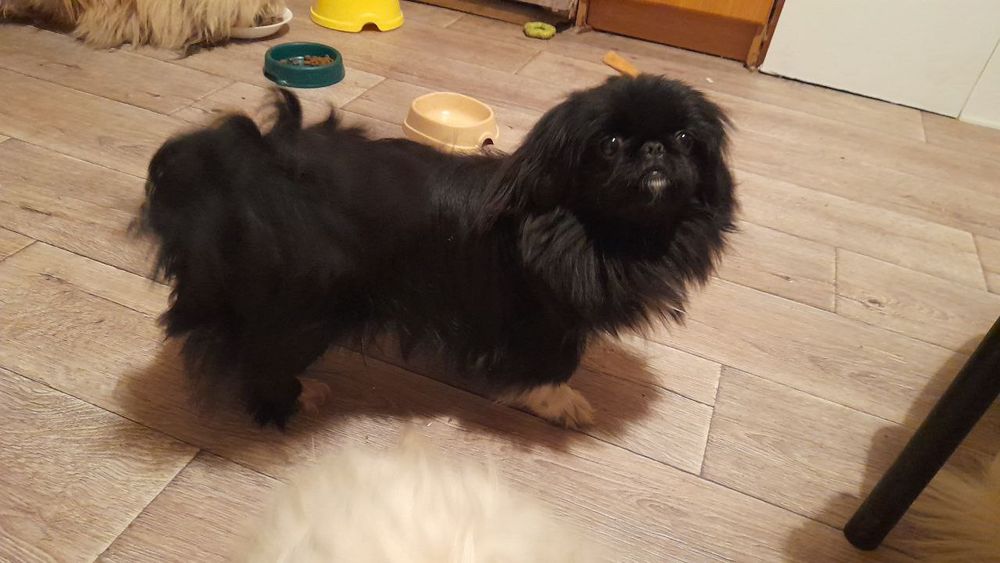 Пекинес  девочка