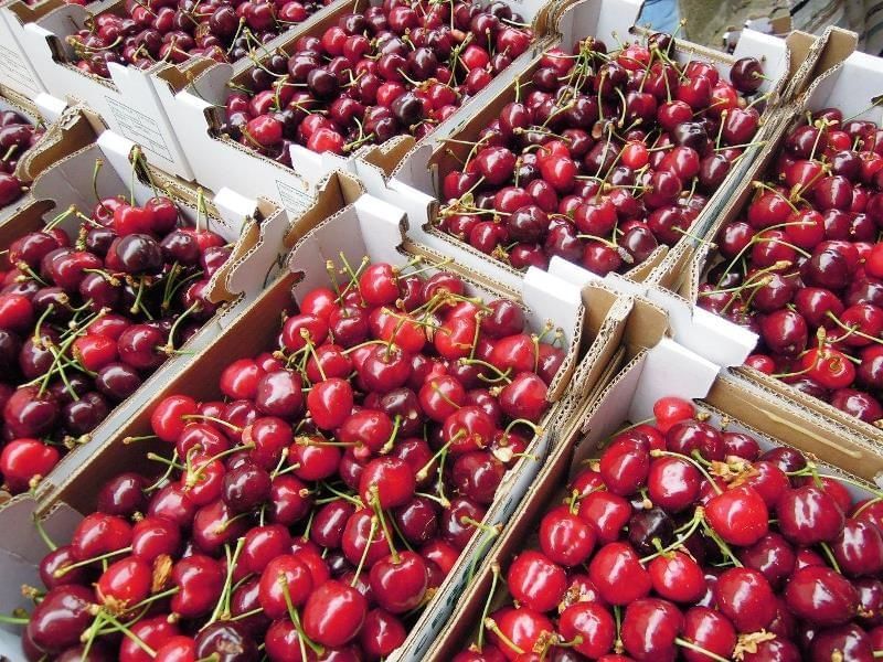 Cerejas do fundão