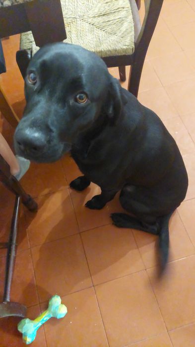 Cao lavrador adoção responsável