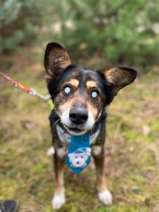 Oddany rok po adopcji… niewidomy za kraty. Rok temu. Ratunku