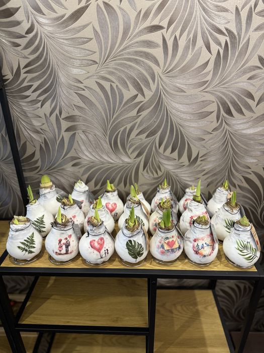 Гіпеаструм амариліс hippeastrum в восковій оболонці цибулини гіпеастру