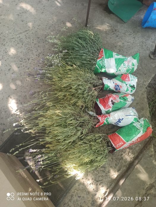 Лаванда Платинум Блонд
