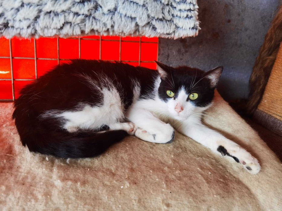 Kot Diego szuka domu