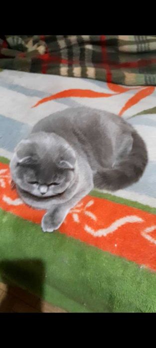 Шикарная голубая кошечка скоттиш фолд