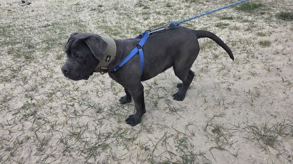 Cane Corso Italiano SUCZKA BŁĘKITNA (7 miesięczna)