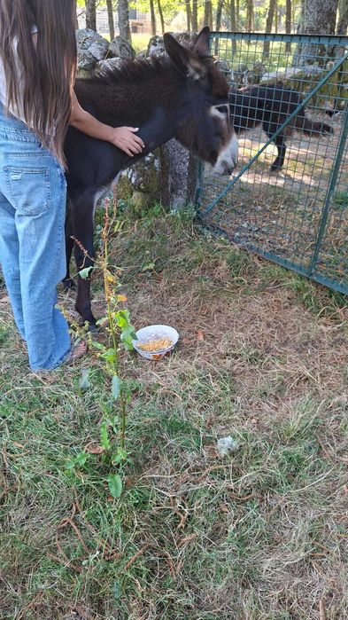 Vendo burro com 18 meses