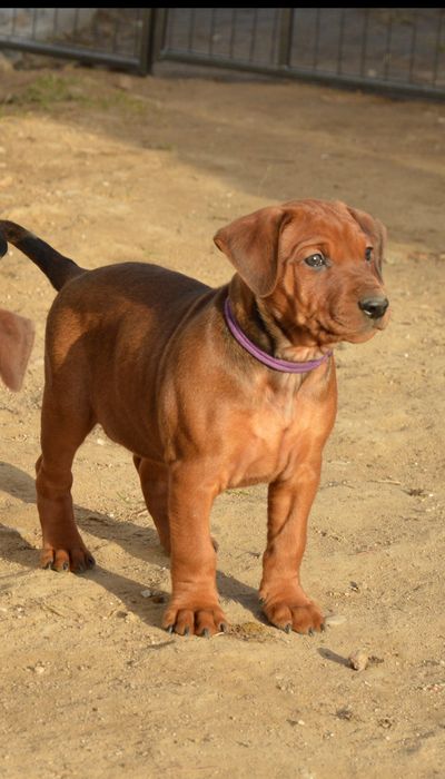 Pinczer średni-pinczer niemiecki