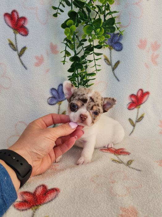 Excecional mini menino Chihuahua.Chiuaua,Qualdd linhagemRussa