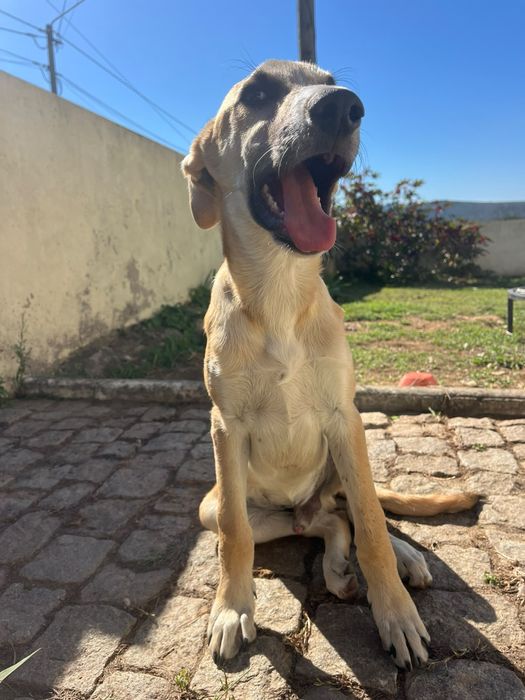 Cãozinho bebé para adoção responsável