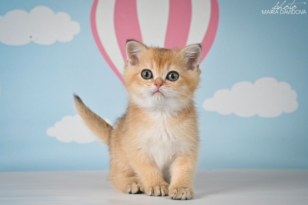 Золотая шиншила 3 месяца