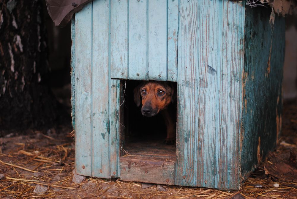 Хлопчики в добрі руки
