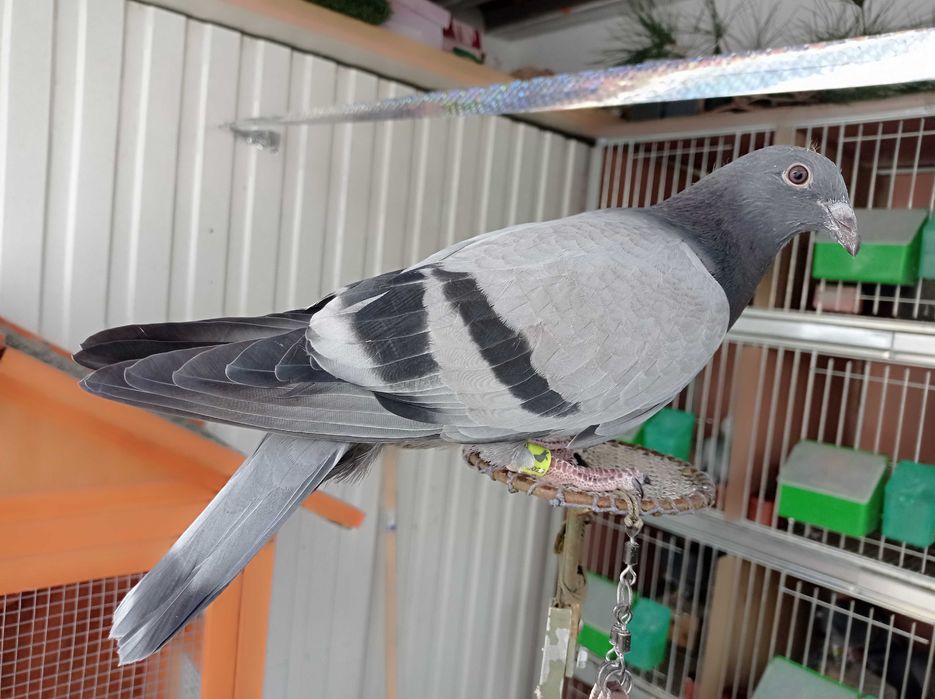 Pombos picas  para voo livre