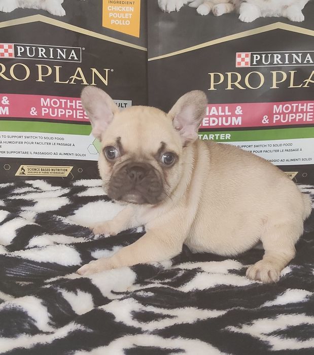 Bulldog Francês Lilac Fawn