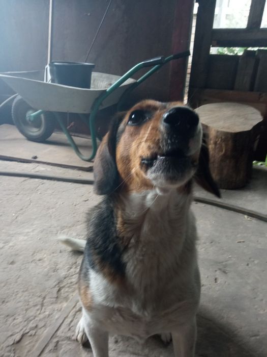 Фоксхаунд, девочка