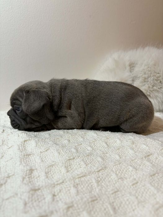 Bulldog francês fêmea blue