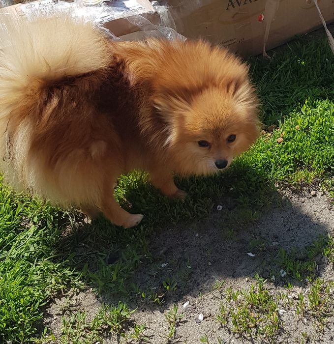 Девочка померанский шпиц