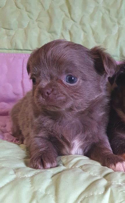 Лілова красуня чіхуахуа