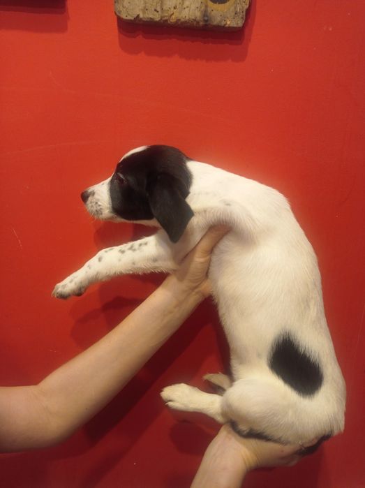 Гарнюня дівчинка долматинка