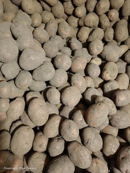 Продам домашню картоплю!