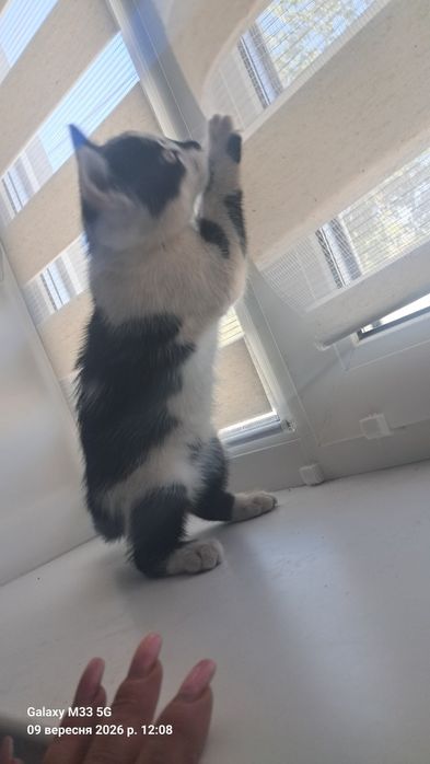 Безкоштовно котик