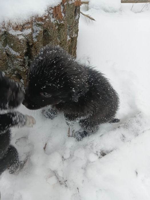 Отдам щенков  в добрые руки