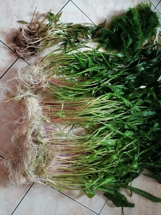 Kryptokoryny karbowane