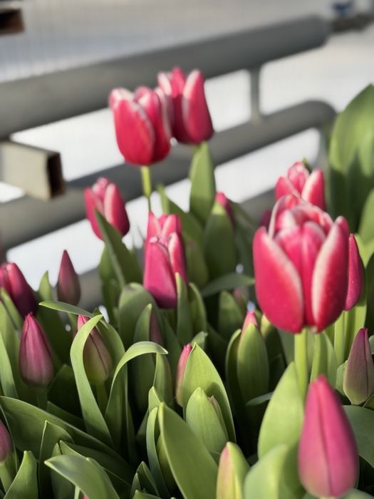 Тюльпан на 14 лютого