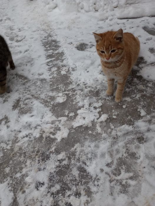 Oddam za darmo kotki