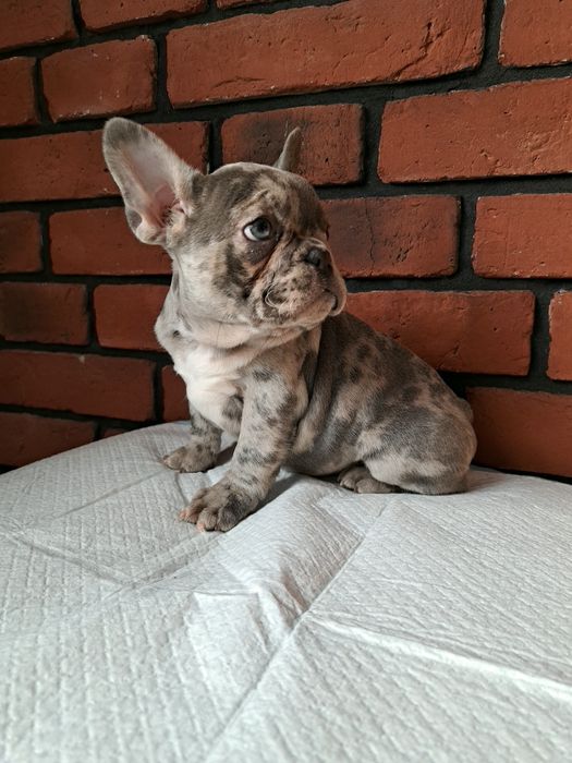 Buldog Francuski Blue Merle suczka