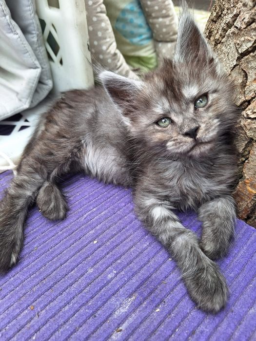 Mainecoon czarna dymna koteczka
