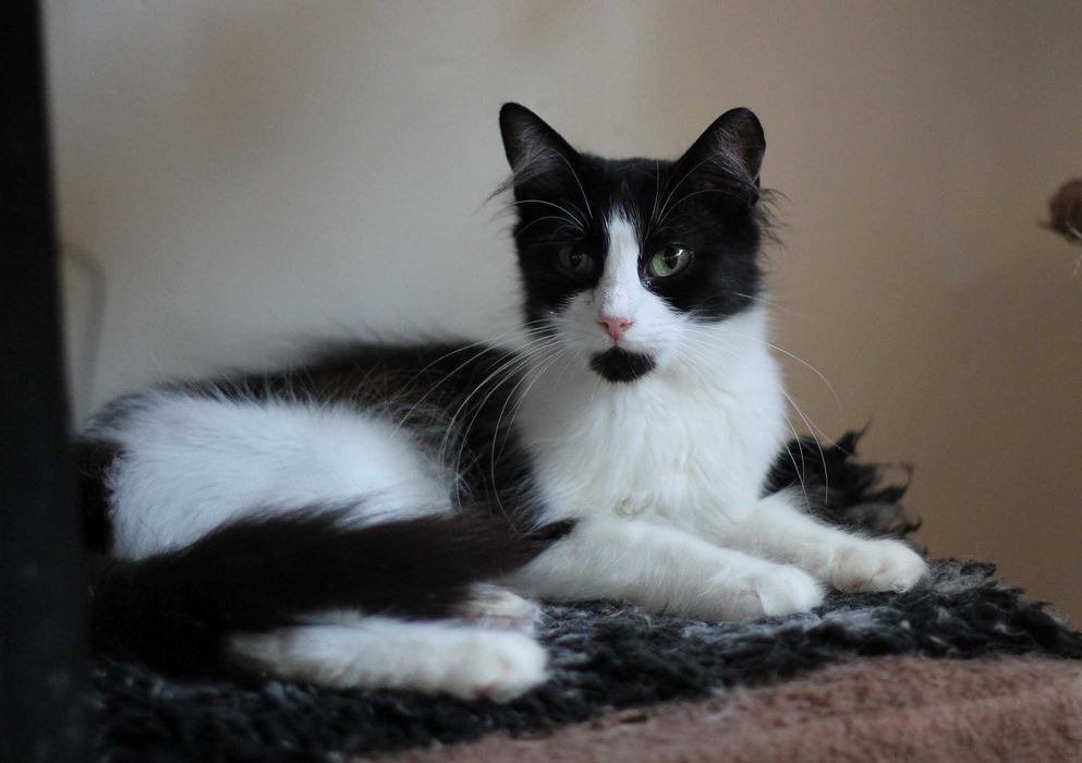 Yumi i Yoko - dwie kudłate piękności- do adopcji tylko razem