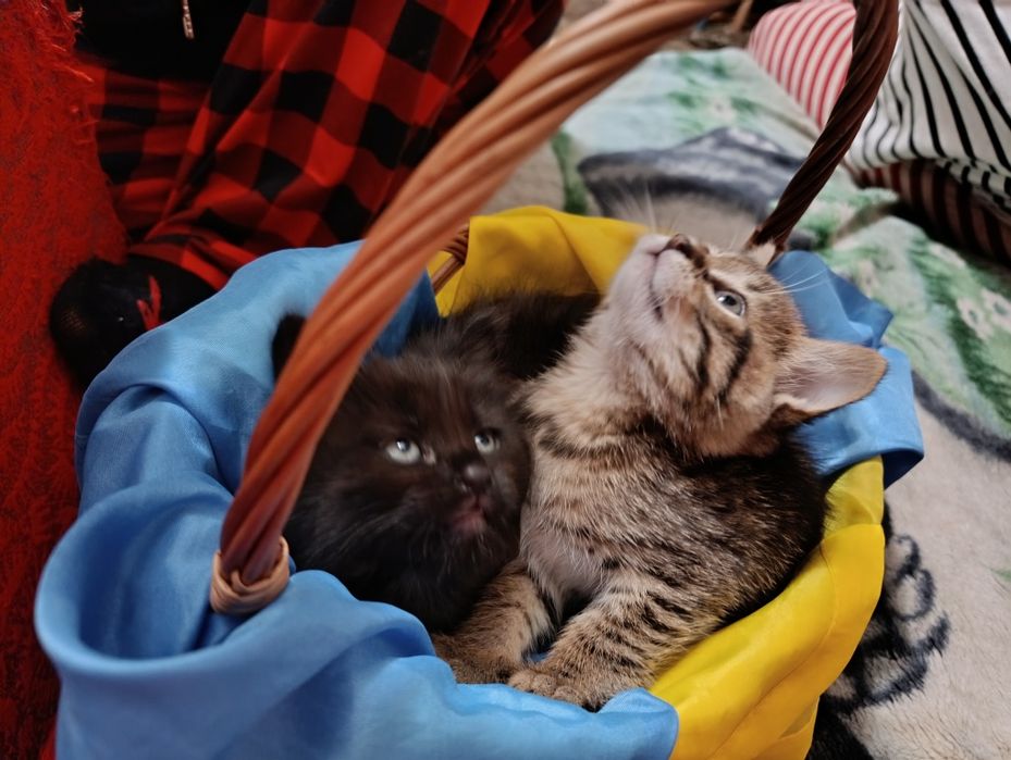 Кошенята шукають дім