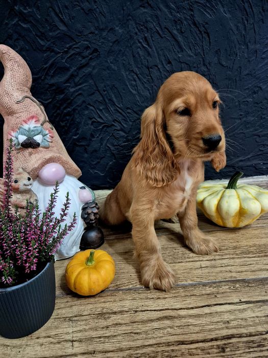 Cocker spaniel suczka Lola