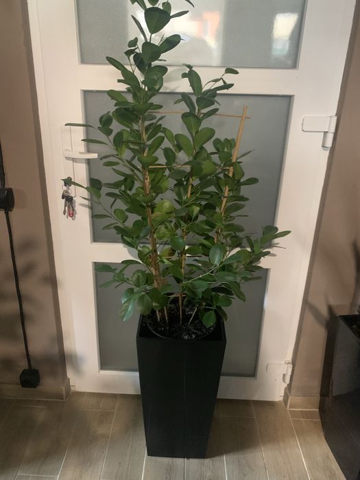 Продам рослини в ресторан, офіс чи готель