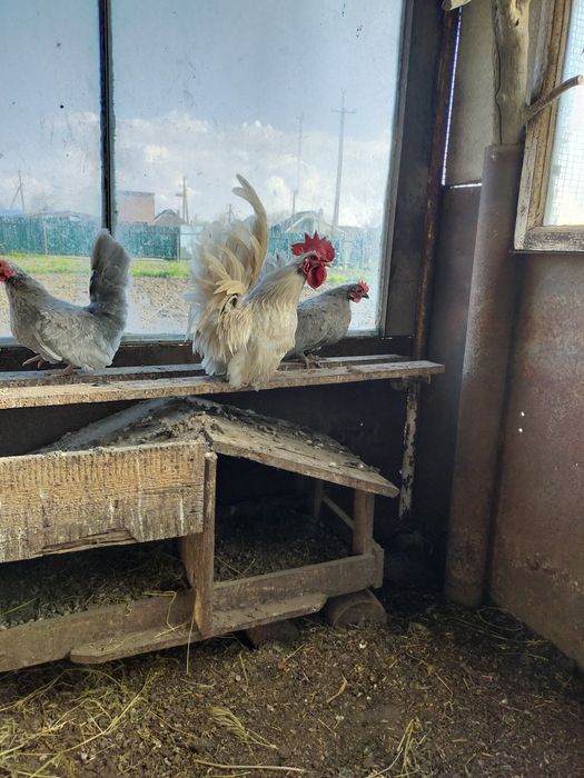 Куры породы Шабо