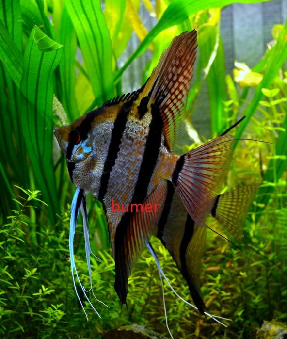 Скалярия Рио-Нанай ( перуанская красноточечная)